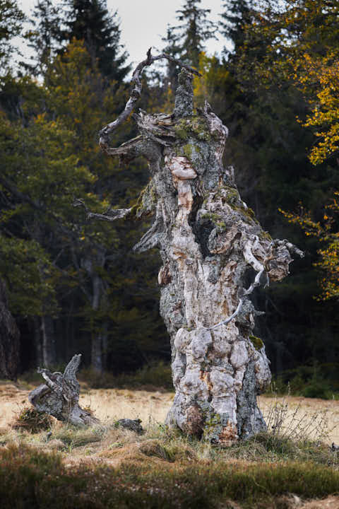 Gemeinde Lindberg Landkreis Regen Hochschachten knorriger Baum (Dirschl Johann) Deutschland REG